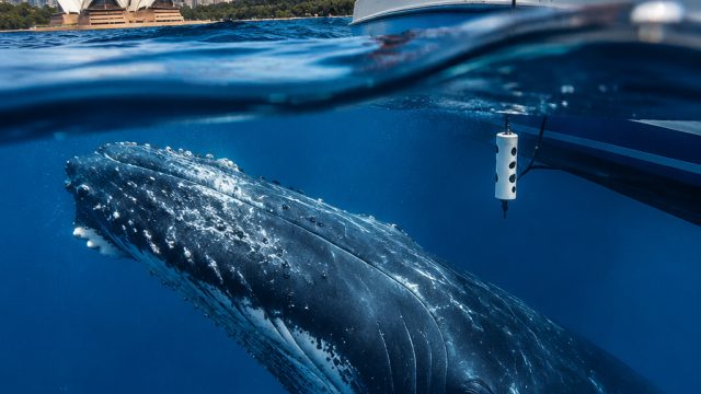Whales in Australia: Revealing New Sounds and Migration Patterns