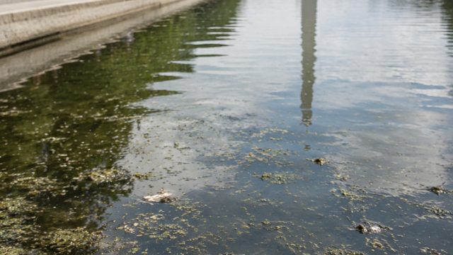 Concerns Rise Over Environmental Impact at Reflecting Pool Amid Duck Deaths | bally 5000, pragmatic4