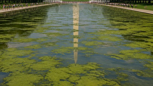 The Reflecting Pool Fiasco: A Lesson in Environmental Management | netherlands 2022 world cup squad,
