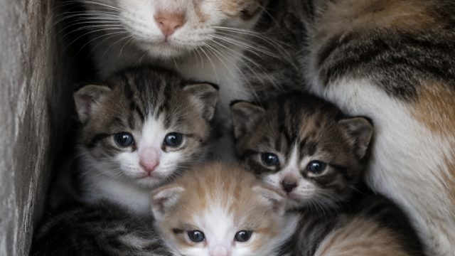 Heartwarming Moment: A Mama Cat and Her Kittens Find Shelter | wild nords slot, emas168
