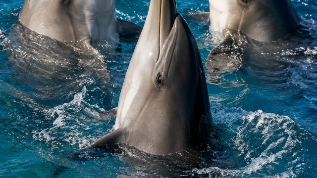 Dolphin Behavior Reveals Insights Into Female Mate Choices | manhwa bxb 21 bahasa indonesia, katyush