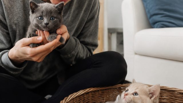Discover the Exciting World of Real Cat Collecting in CatchCat | rtp sihoki com, voucher slot88