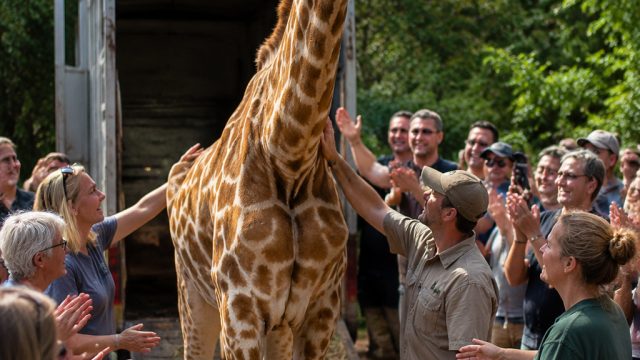 Gracie the Giraffe Returns Home After Community Search Efforts | juragan69, ovo88 gacor, 188bet 2020
